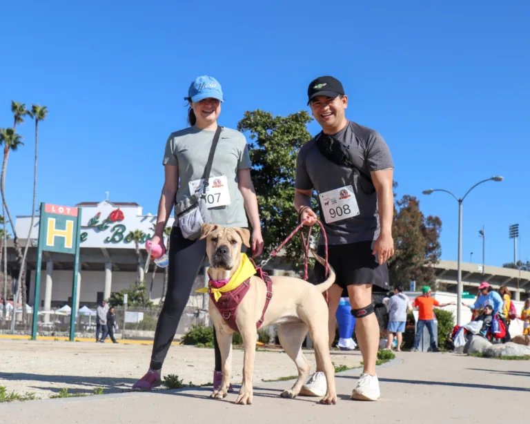 Two runners wearing race numbers walking a dog along the street after a charity run