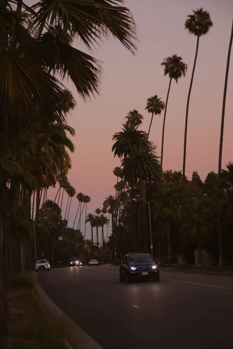 A palm-lined street in Los Angeles at dusk, the sky going pink behind the trees