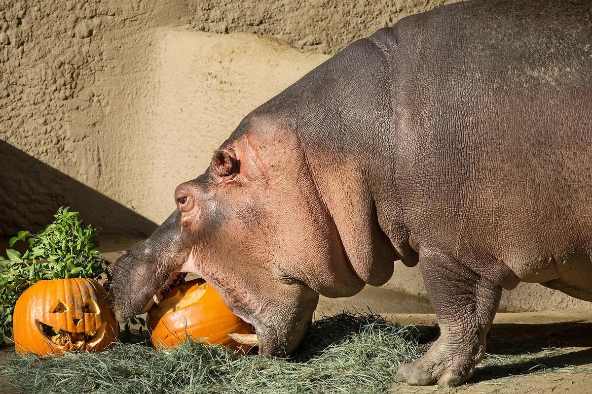 Boo at the Zoo, Griffith Park